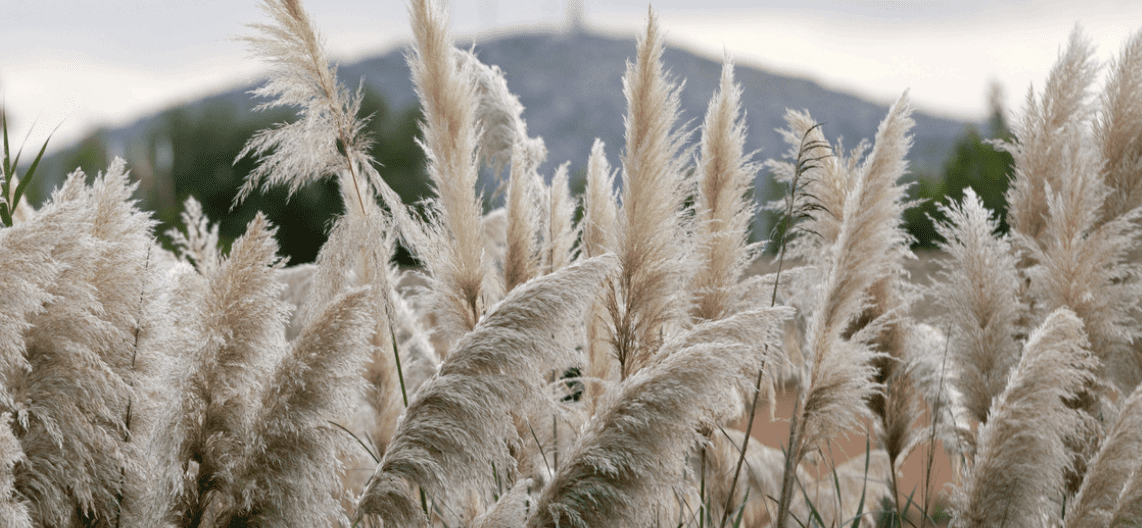 pampas grass